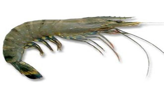 Crustaceans